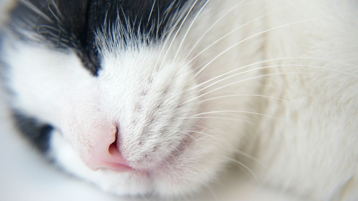 Gatto randagio si "autoinvita" in un condominio: la sua sfrontatezza cambierà due vite