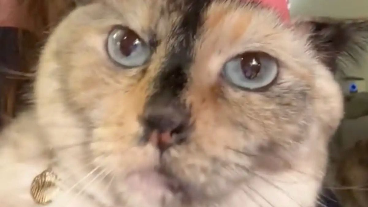 Il veterinario lancia l'allarme: trasforma il salotto in palestra per il suo gatto in sovrappeso