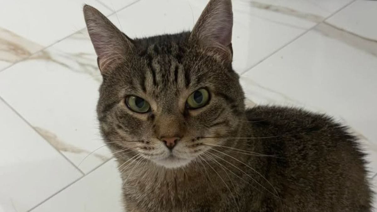 Un gatto abbandonato in un posto incredibile: la corsa contro il tempo per salvarlo