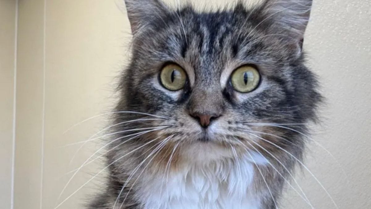 Abbandonata, una gatta si rifiuta di lasciare il corpo ghiacciato del suo amico felino: il suo gesto commuove il web