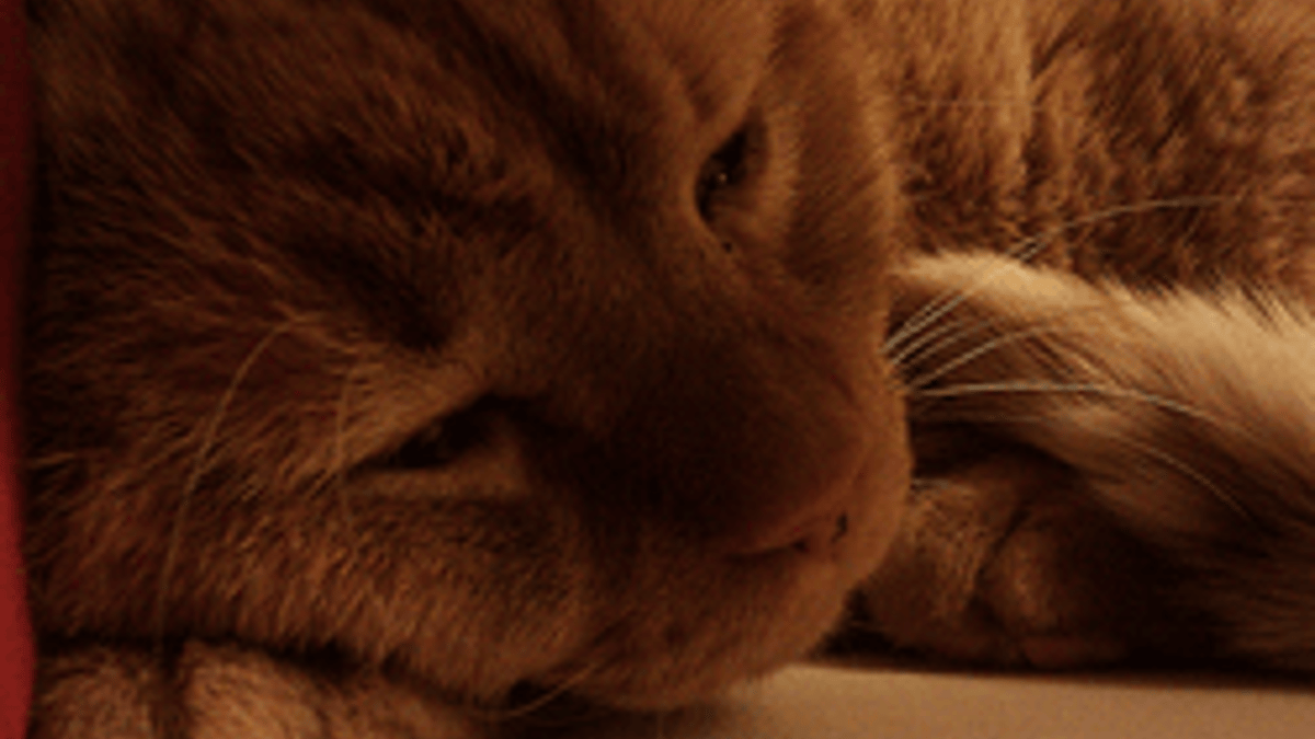 Le Lymphome Felin Le Cancer Le Plus Frequent Chez Les Chats