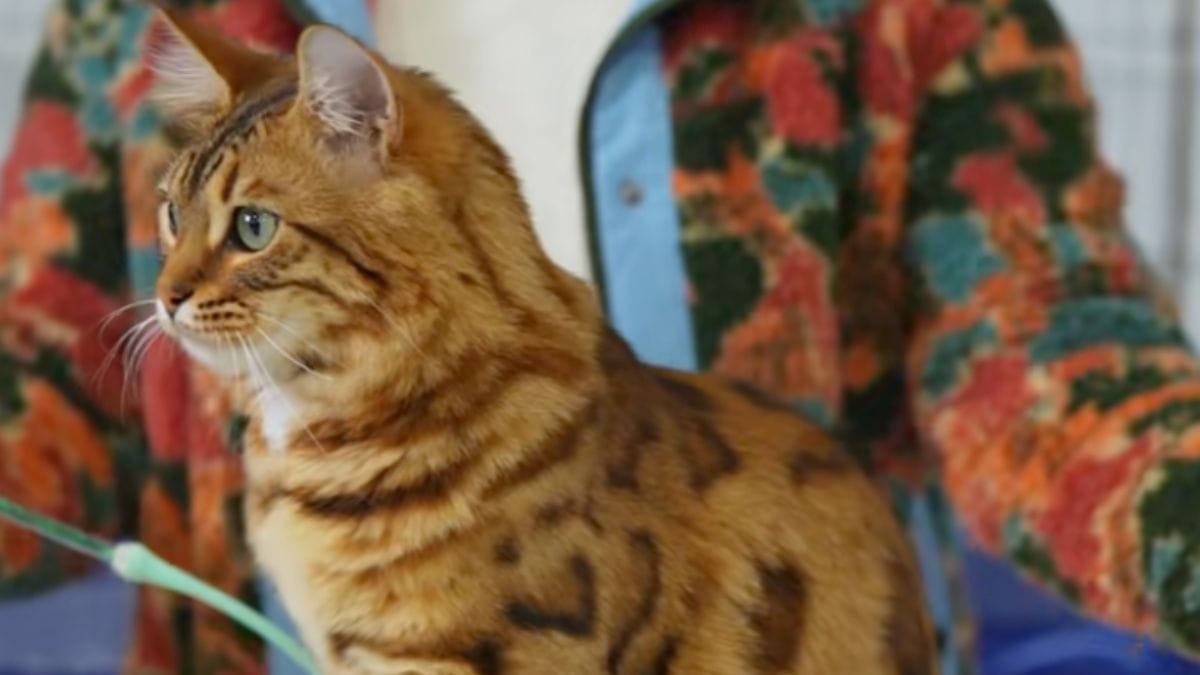 Video. Questo gatto ricorda stranamente qualcuno: 13 mila persone rimangono incantate