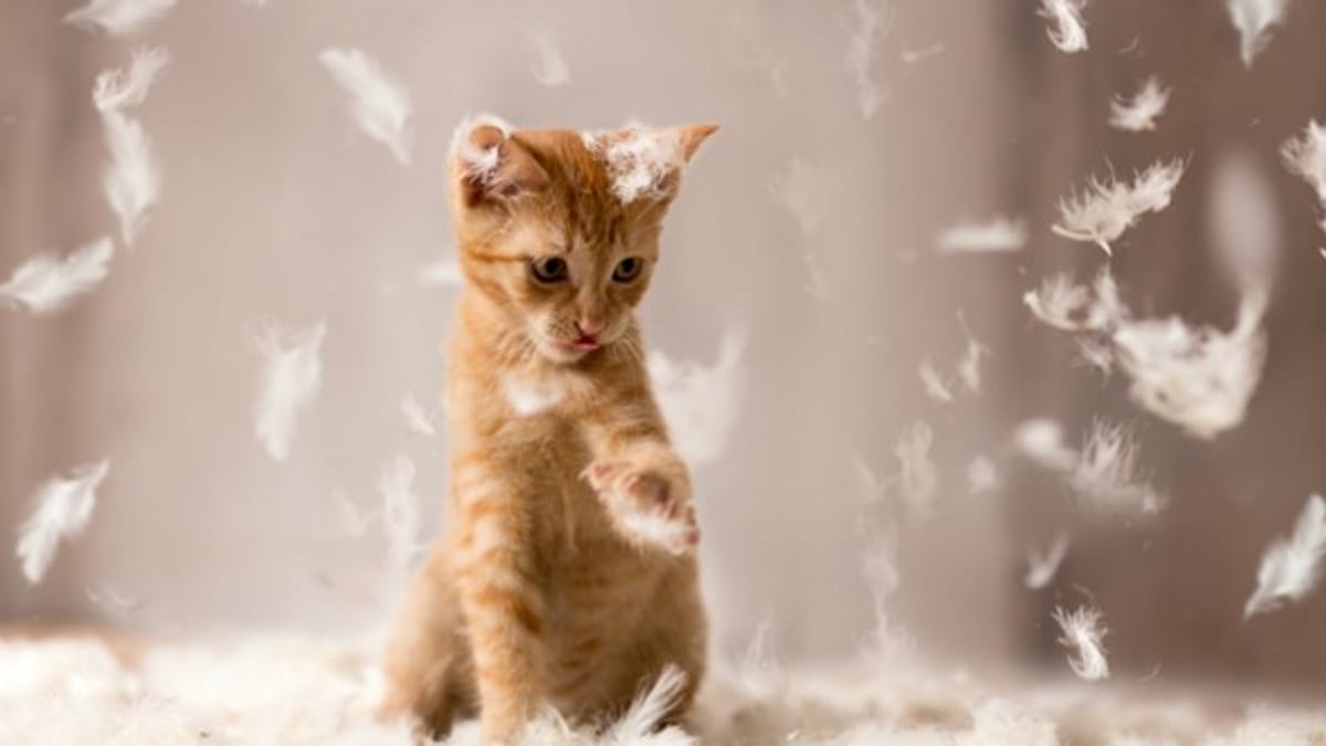 Pourquoi Il Ne Faut Jamais Punir Votre Chat Quand Il A Fait Une Betise Pourquoi Il Ne Faut Jamais Punir Votre Chat Quand Il A Fait Une Betise