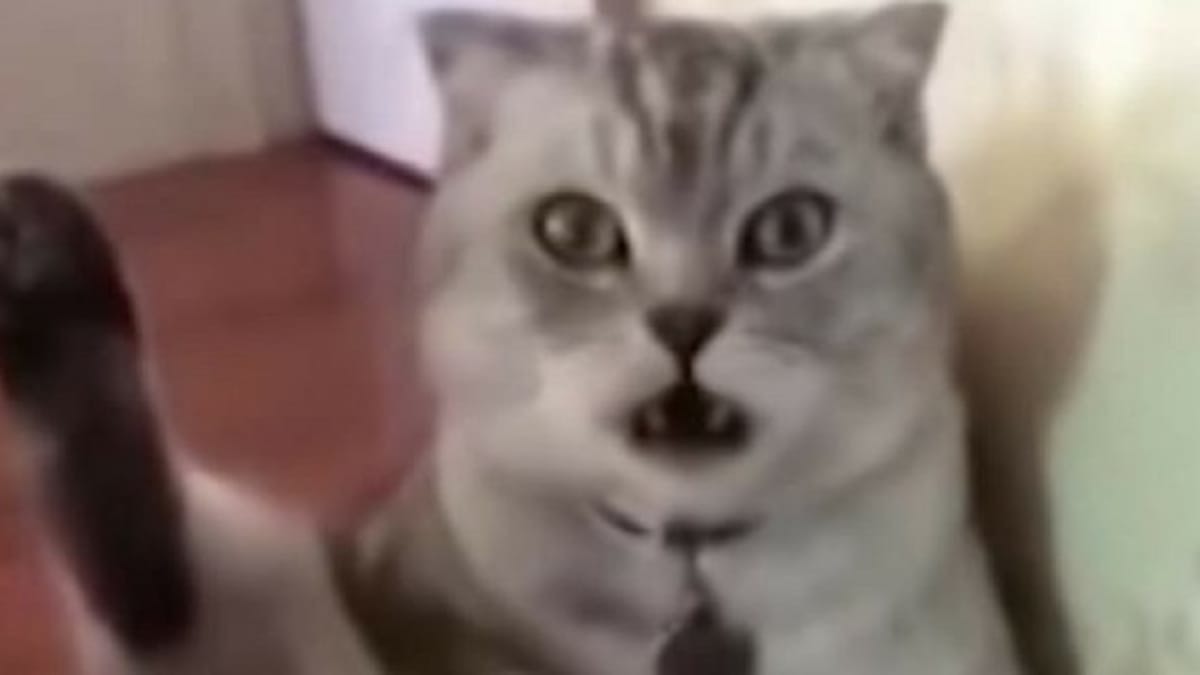 La Reaction De Ce Chat Qui Realise Qu Il Vient De Se Faire Castrer Est Hilarante Video