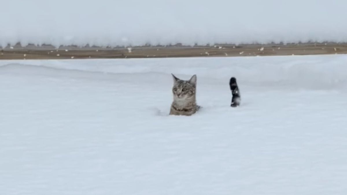 Gatto coraggioso conquista i social giocando nella tempesta di neve