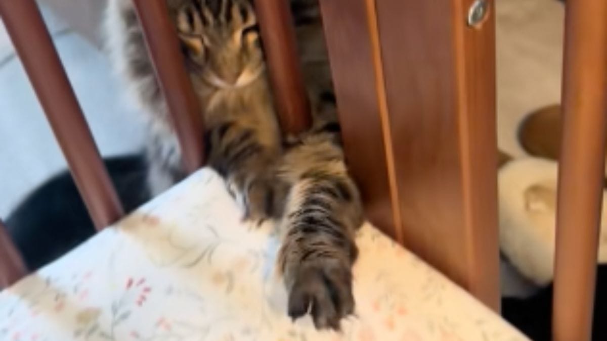 Il gatto infila la zampa tra le sbarre del lettino: milioni di persone restano senza parole
