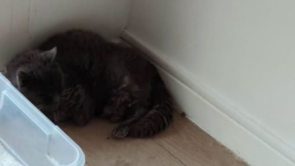 Una famiglia "abbandona" il gatto dopo 21 anni insieme: i soccorritori commossi da ciò che gli mancava