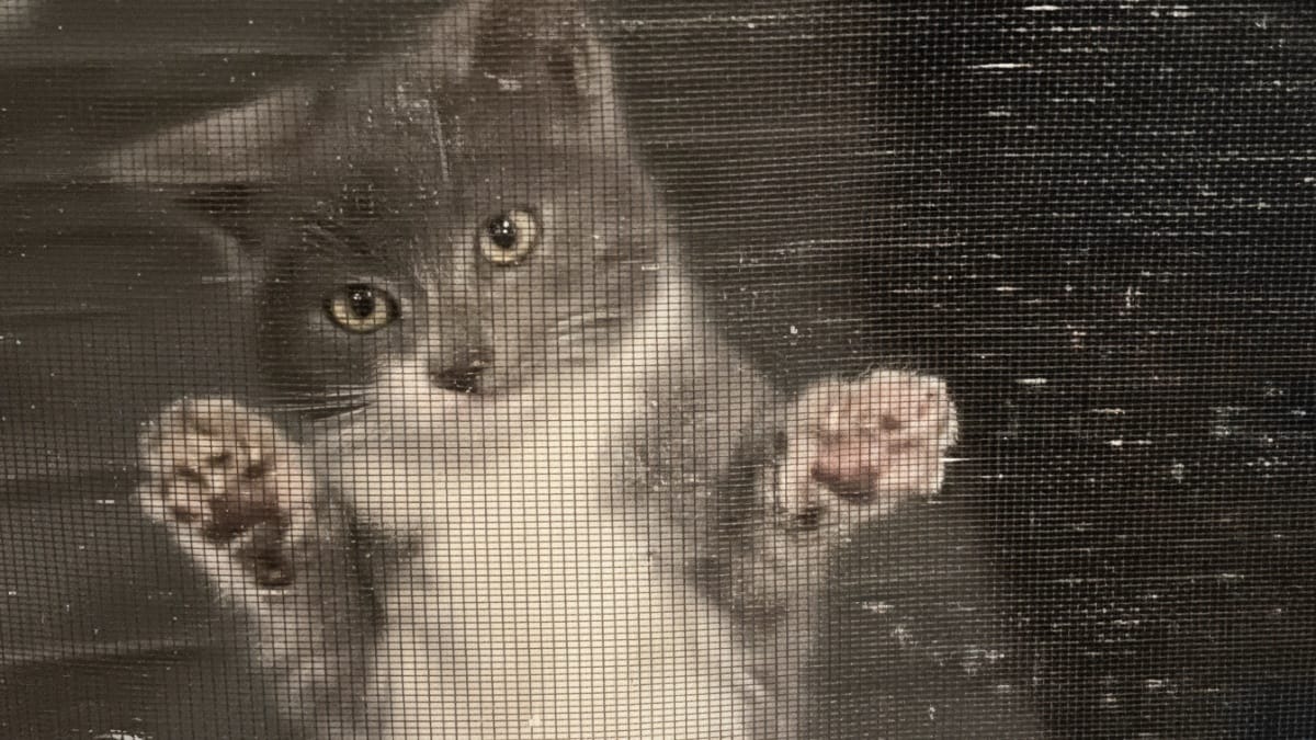 Mamma gatta porta i suoi cuccioli davanti a una zanzariera e cambia il loro destino