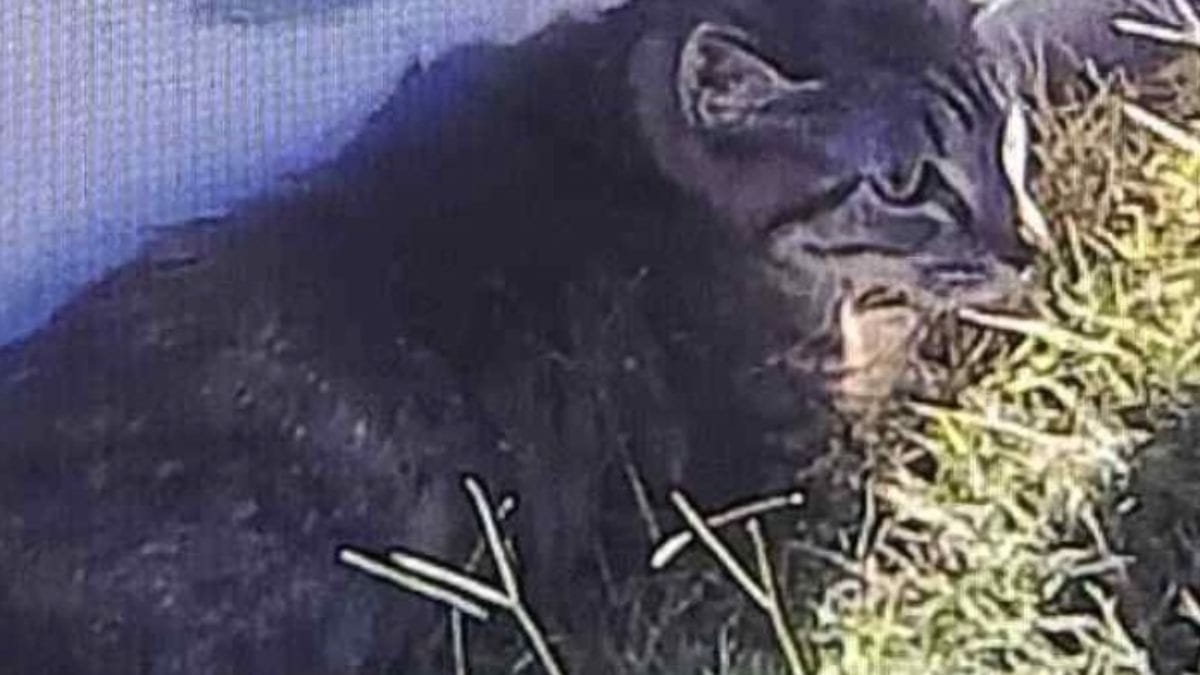 Gatta senza zampe rifiuta di lasciare una scatola: i soccorritori scoprono il triste motivo