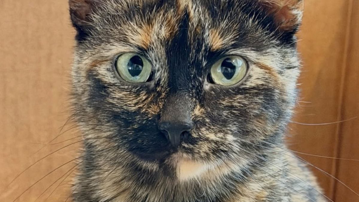 Questa gatta entra in una casa e si sistema per rivelare il suo segreto più bello