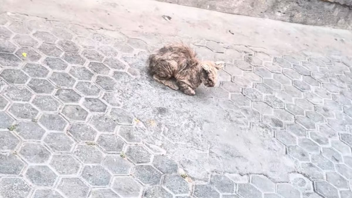 Gatto randagio coperto di croste: 2 milioni di persone stentano a credere alla sua trasformazione