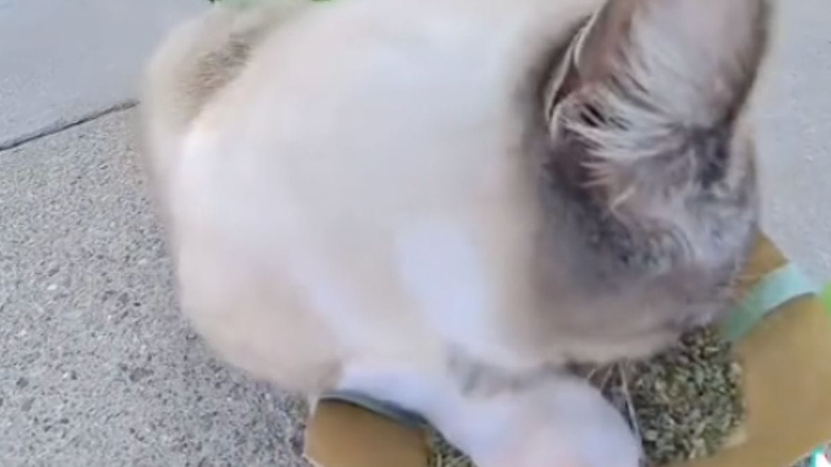Per regalare un po' di felicità ai gatti randagi, decide di creare un servizio di consegna molto speciale