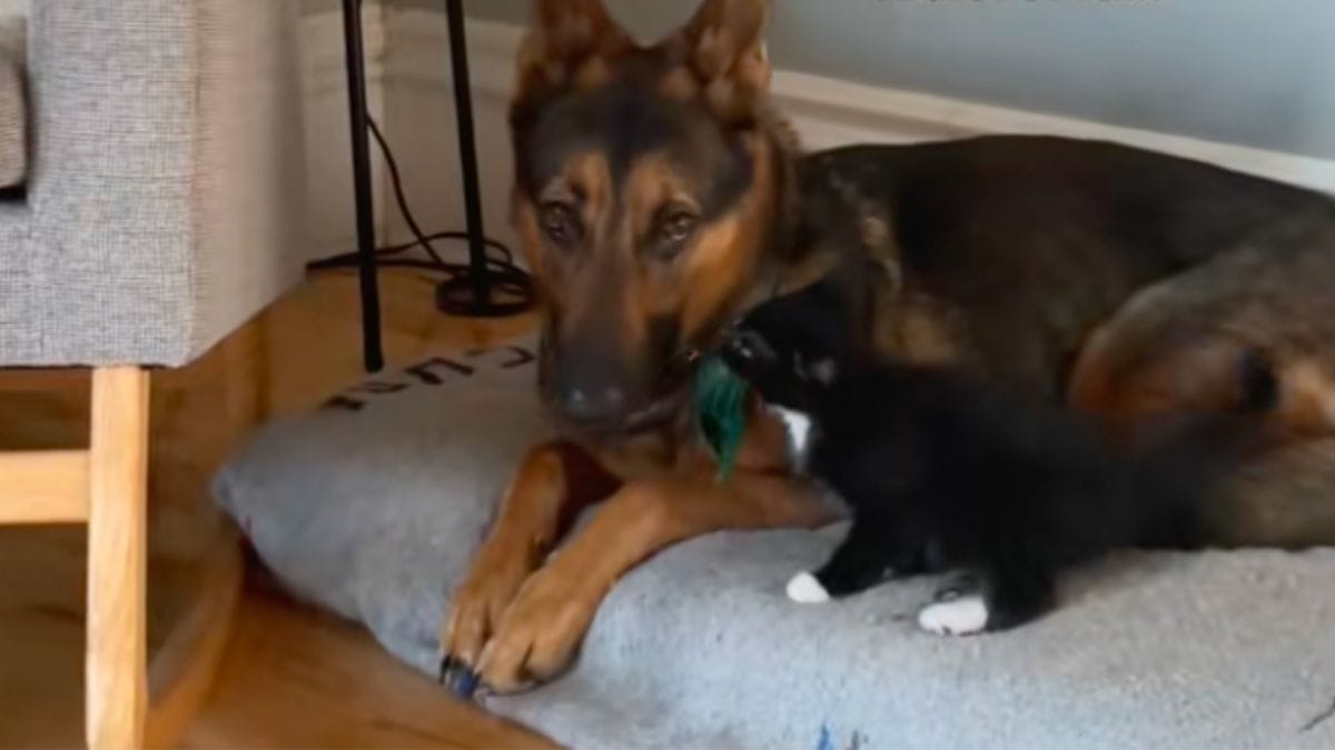 Un gattino incontra un Pastore Tedesco: il video conquista TikTok