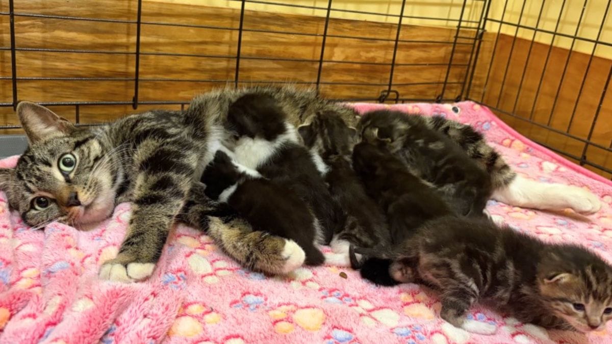 Credono di salvare una gatta incinta: la rivelazione del veterinario li costringe a una scelta straziante