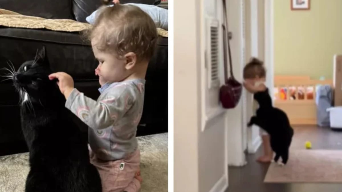 Genitori regalano un gatto alla figlia non vedente: la sua reazione incanta milioni di persone