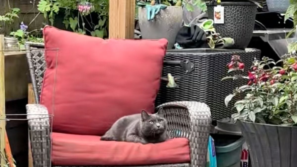 Video. «È davvero magico»: questa interazione tra un gatto e un uccello vi farà innamorare