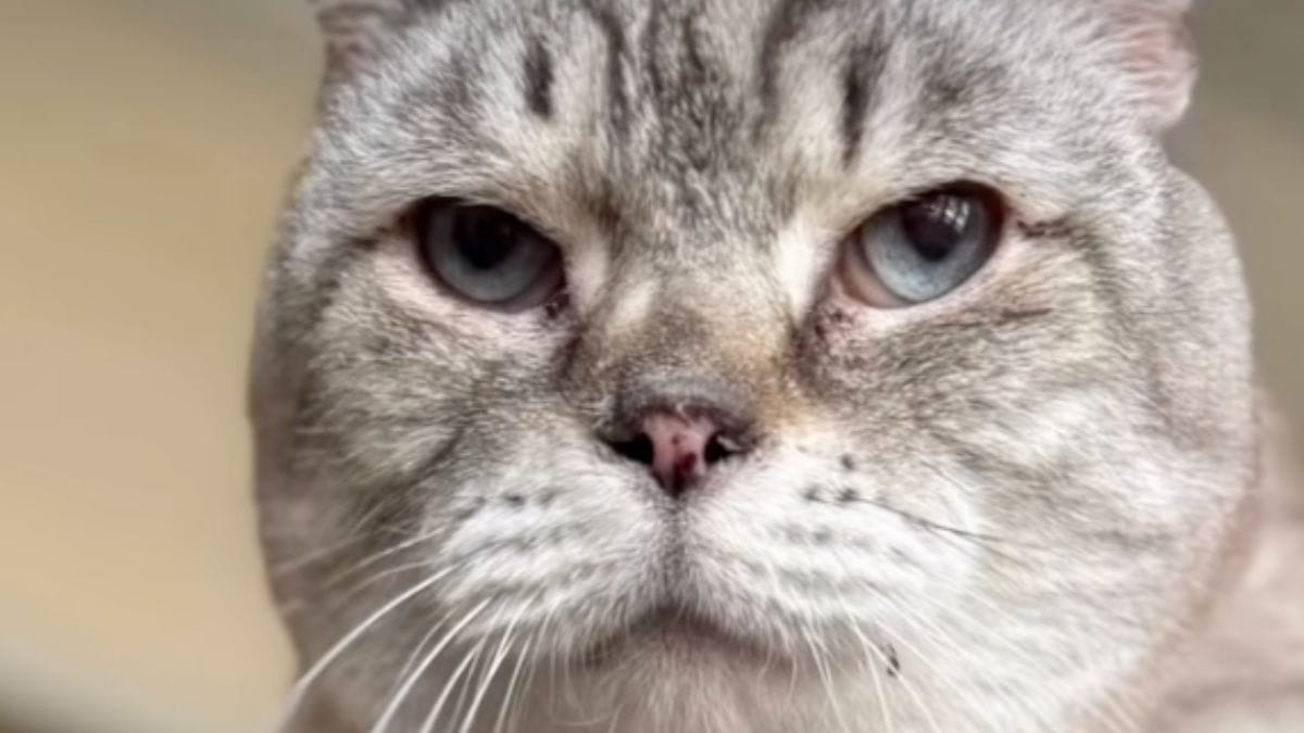 Il gatto disabile che nessuno voleva: un video cambia tutto