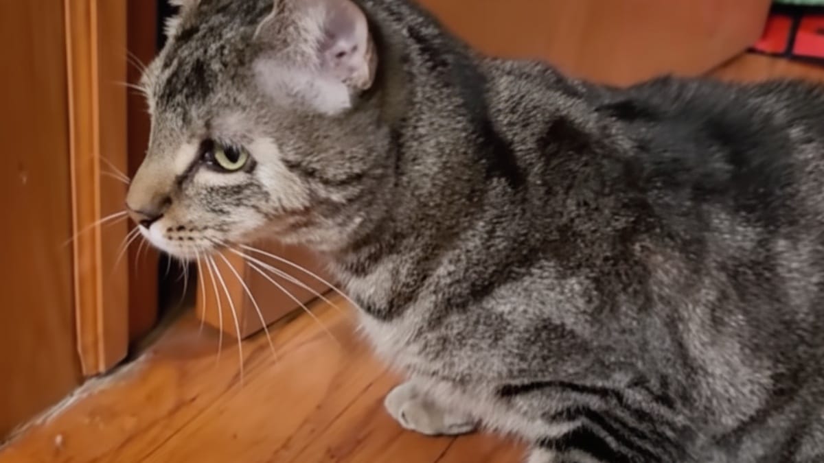 Il gatto più dolce aspetta una famiglia al rifugio: un dettaglio nella cartella clinica spaventa tutti