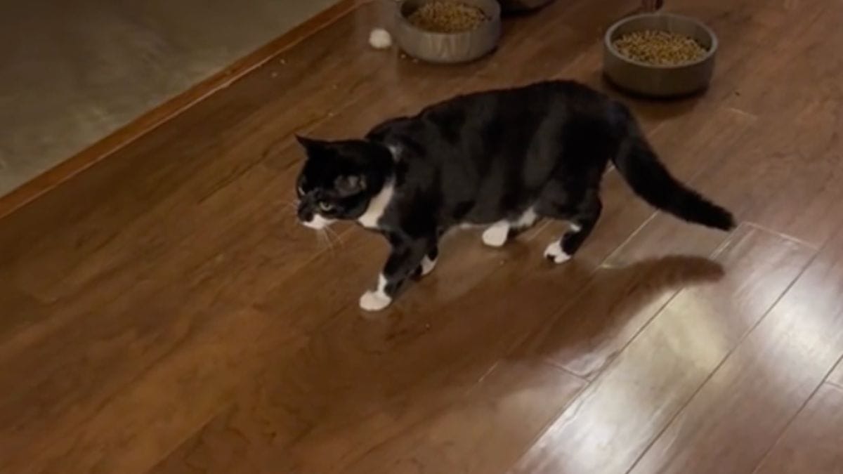 Porta il gatto dal toelettatore: il risultato terrorizza l'altro micio di casa