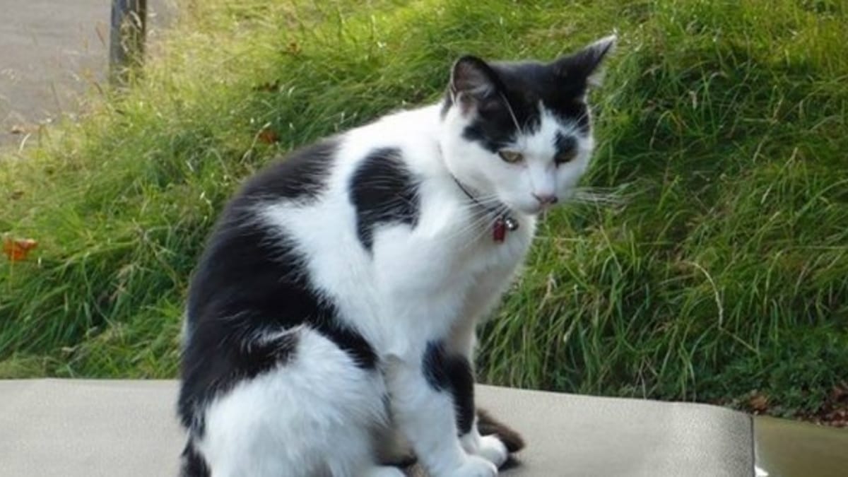 Disparue Durant 9 Ans Cette Chatte Est Revenue Aupres De Son Maitre Pour Un Ultime Calin