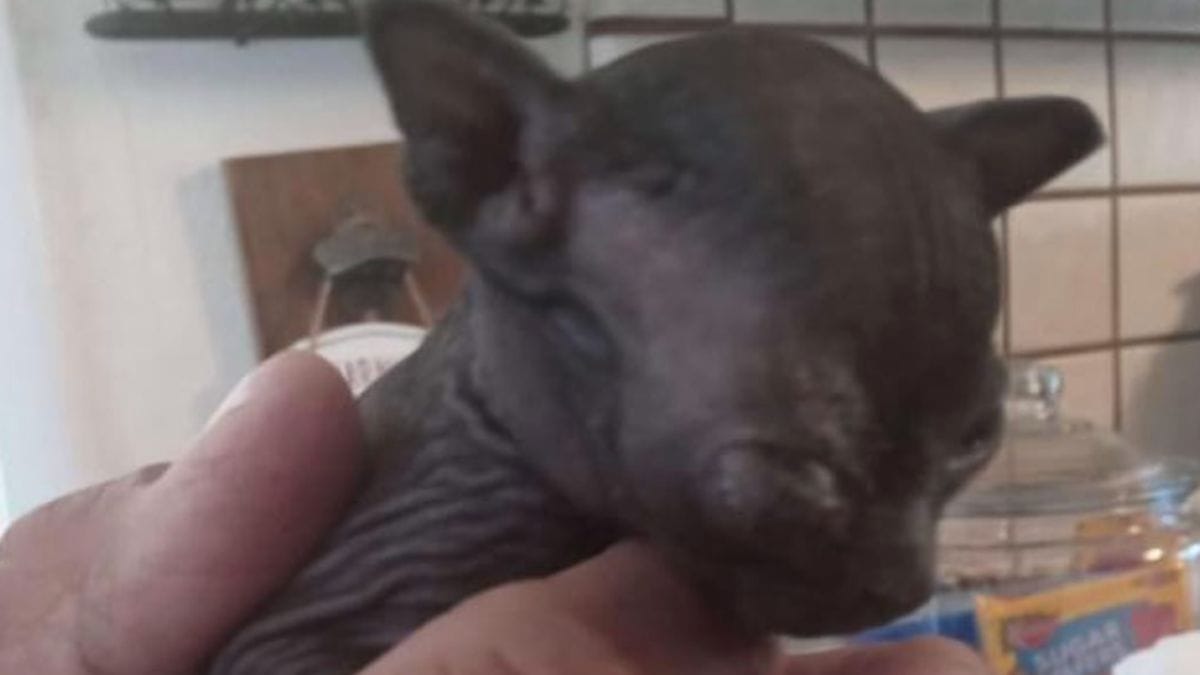 Un gattino nudo del rifugio aveva sempre freddo: i volontari hanno trovato una soluzione adorabile