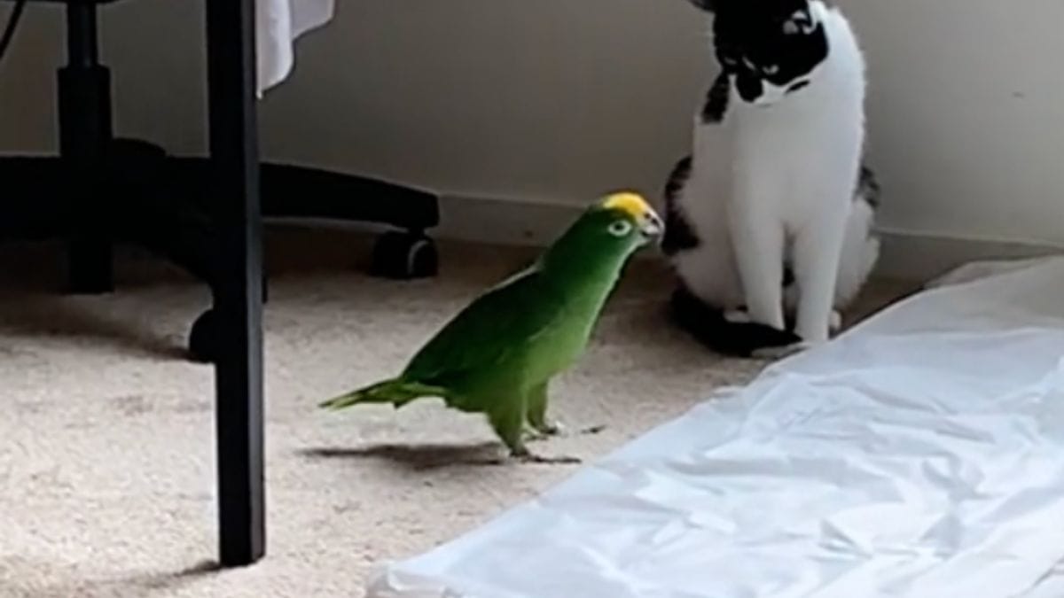 Video. Filma il gatto e il pappagallo mentre discutono: il video diverte milioni di persone!