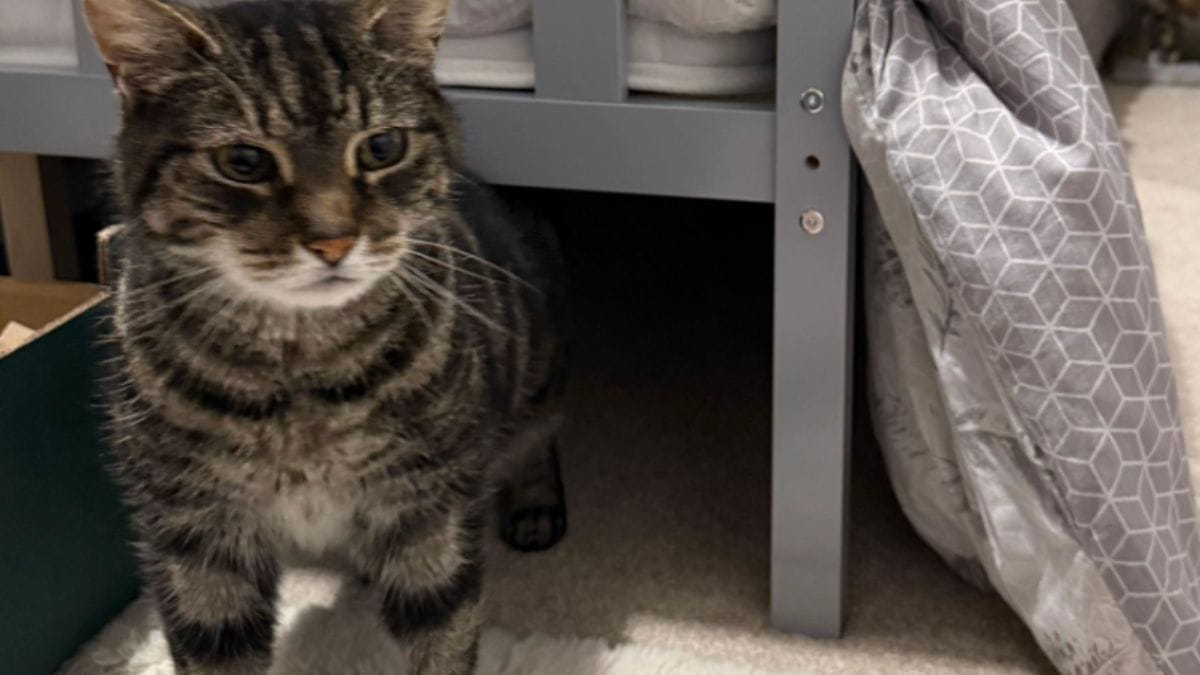 Scomparso da dieci anni, un gatto torna dalla sua proprietaria grazie a una chiamata inaspettata