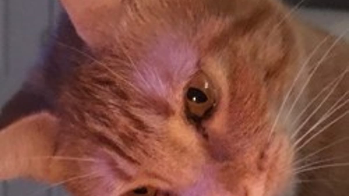 Rimane incinta accidentalmente: due giorni dopo, scopre che è colpa del gatto