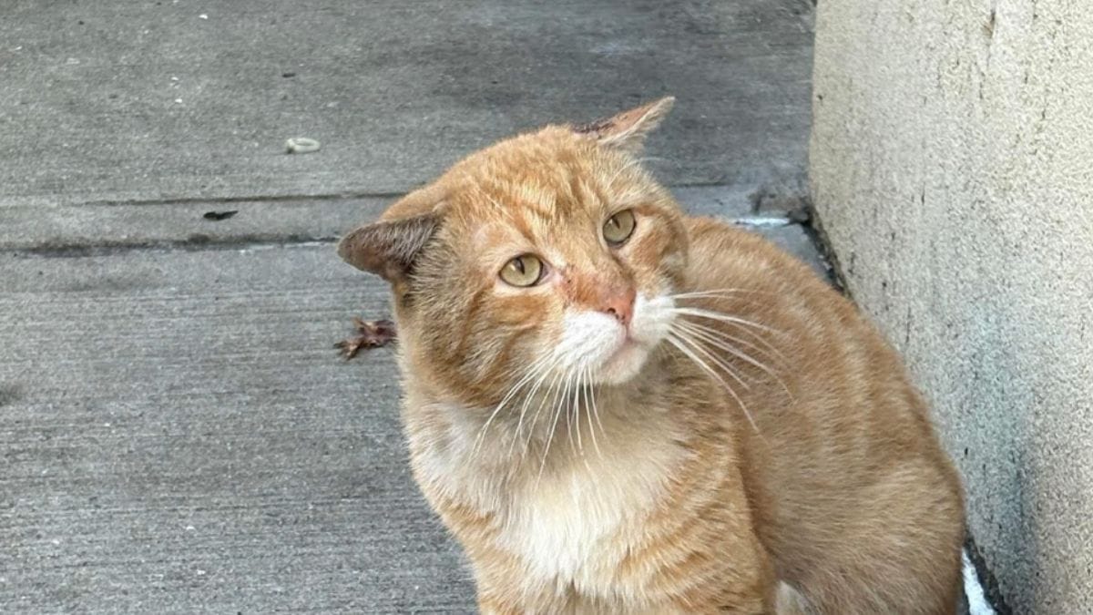 Gatto malridotto trovato in un'officina di pneumatici: dopo il salvataggio trova la famiglia perfetta