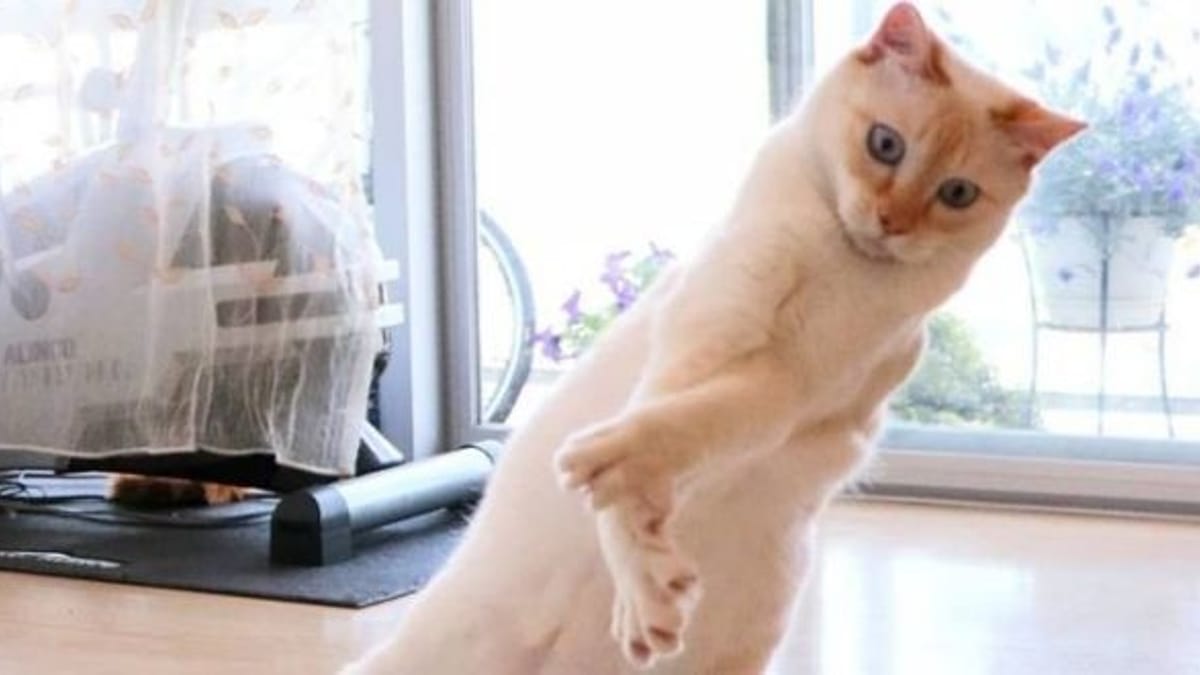 Il Photographie Son Chat Qui Saute Le Resultat Est Incroyable