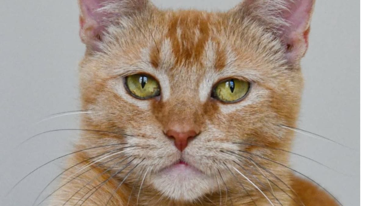 Una gattina rossa scoperta con i suoi micini: dopo aver dato tutto, spera di trovare una famiglia