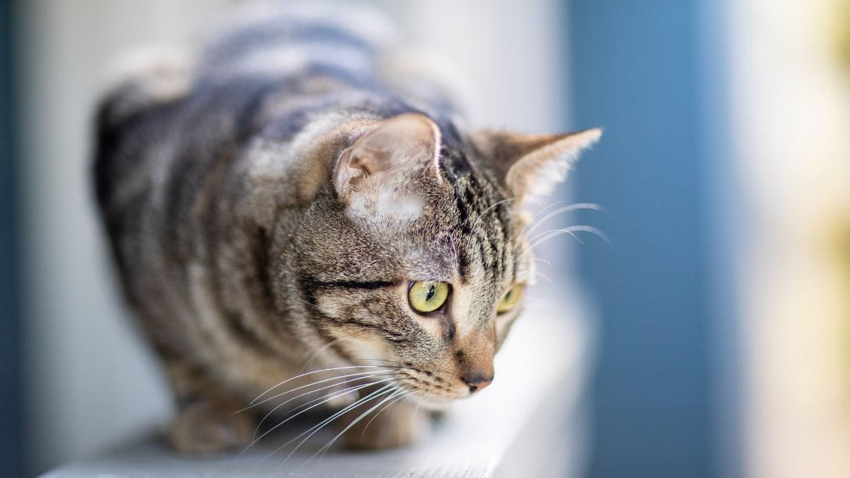 Questo gatto sopravvive a una caduta vertiginosa dal 14° piano: il responso del veterinario sconvolge il proprietario