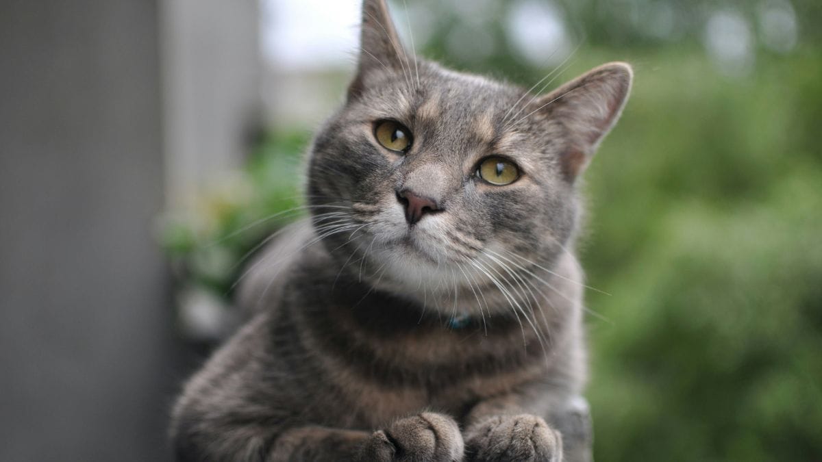 Adotta un gatto con microchip illeggibile: anni dopo rischia multa da 300.000 euro