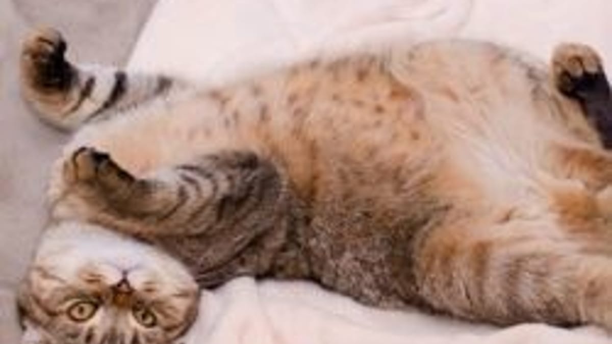 Pourquoi les chats n’aiment pas qu’on leur caresse le ventre