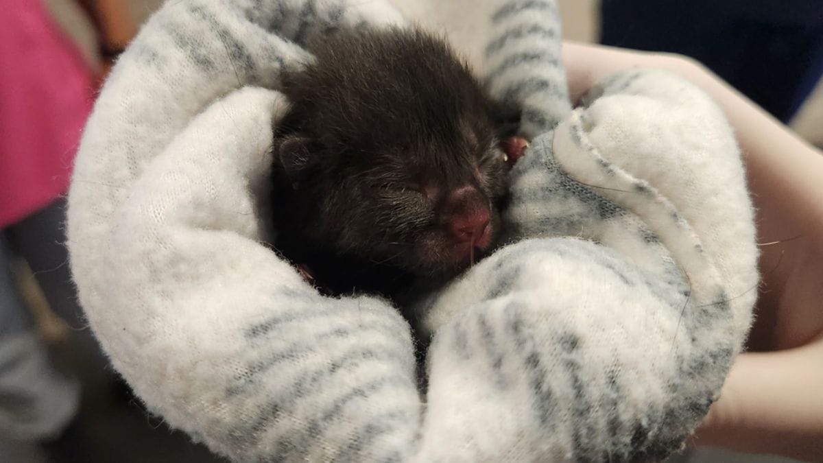 Gattino abbandonato il giorno della nascita: quello che porta al collo fa rabbrividire