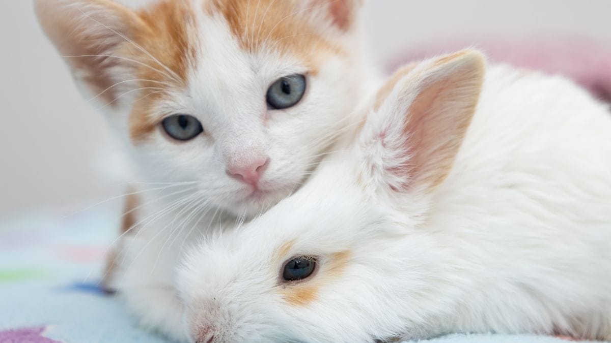 Una donna abbandona il suo gatto e il suo coniglio: condannata a risarcirli