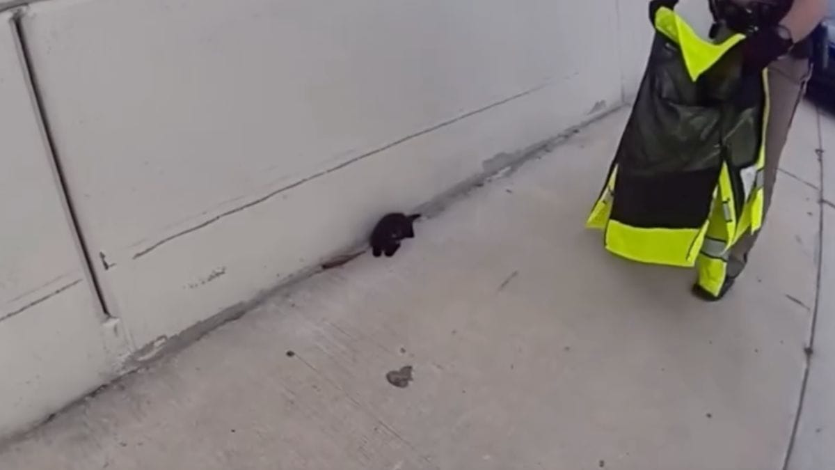 Un poliziotto salva un gattino abbandonato in autostrada: ma il micio gli scappa e corre verso il pericolo