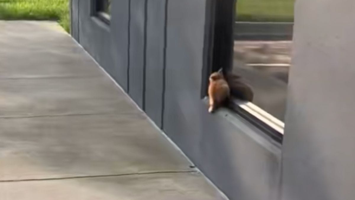 Scopre un'ombra appesa a una finestra: sa che il tempo stringe