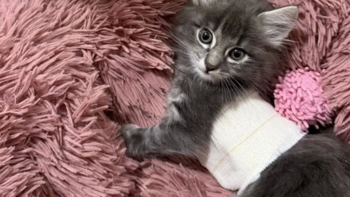 Un gattino nato con grave malformazione toracica salvato grazie a un intervento veterinario straordinario