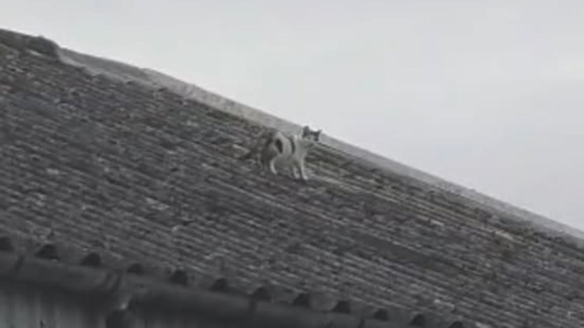 Emergenza in un capannone: seguono una gatta sul tetto e scoprono il suo segreto