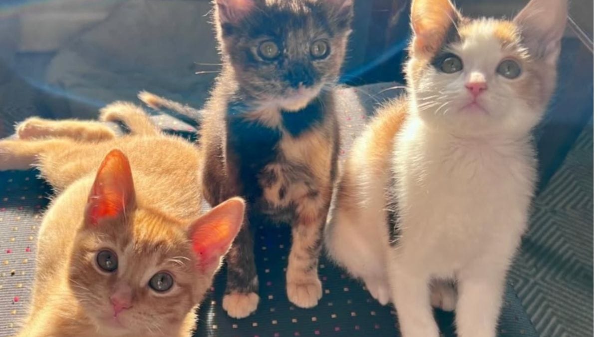 Gatta e cuccioli abbandonati sull'asfalto nella notte: un passante fa una scoperta straziante