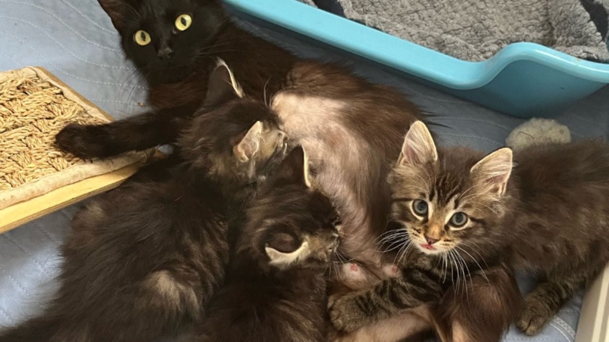 Gattini bloccati tra due edifici: parte una missione di salvataggio last minute