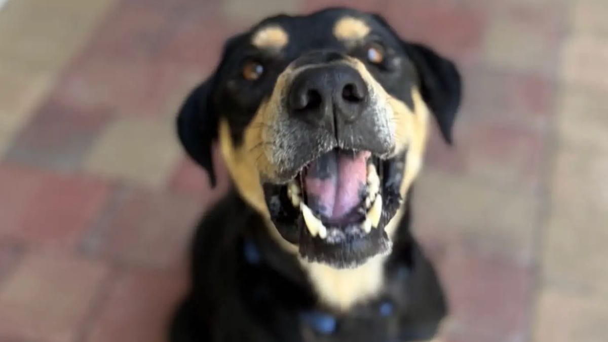 Sembrava il giorno giusto per trovare una famiglia, ma per questo cane arriva una cocente delusione