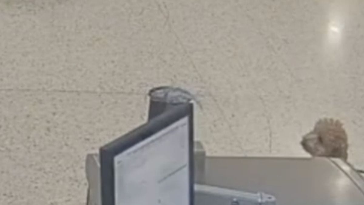 Documenti del cane non in regola in aeroporto: la sua decisione disgustosa