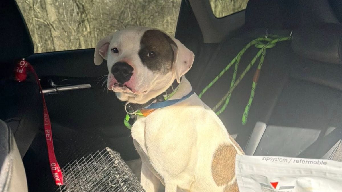 Per 3 giorni le sue richieste d'aiuto in questo parco giochi vengono ignorate: lo sguardo di questo cucciolo spezza il cuore