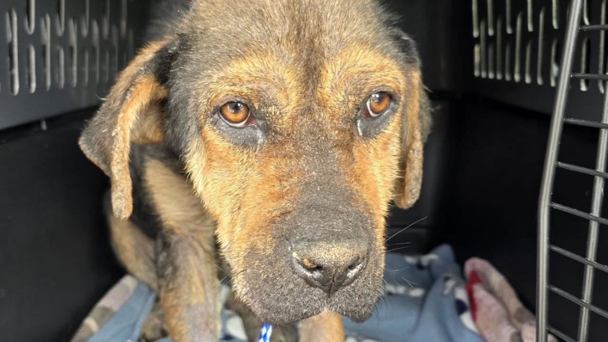 Cane trovato in condizioni drammatiche: si rivela un vero guerriero