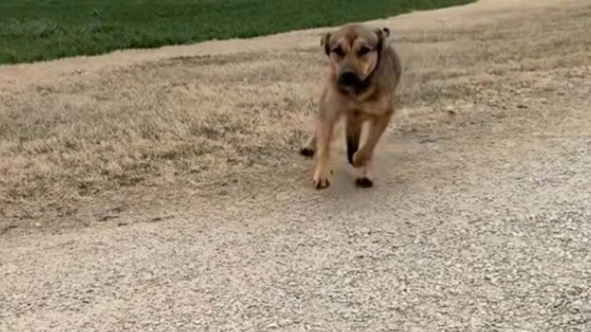 Abbandona due volte il suo cane in mezzo al nulla: la soccorritrice prende una decisione drastica