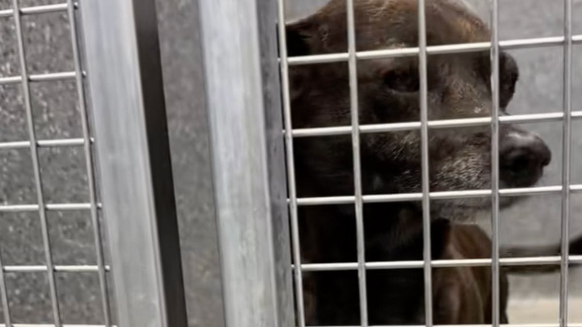 I suoi occhi lucidi dicono tutto: a 8 anni, questo Chihuahua aspetta che finisca il calvario al rifugio