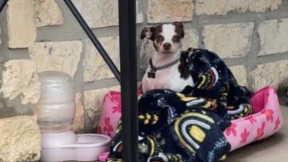 Cane abbandonato in un cimitero: il microchip rivela l'impensabile