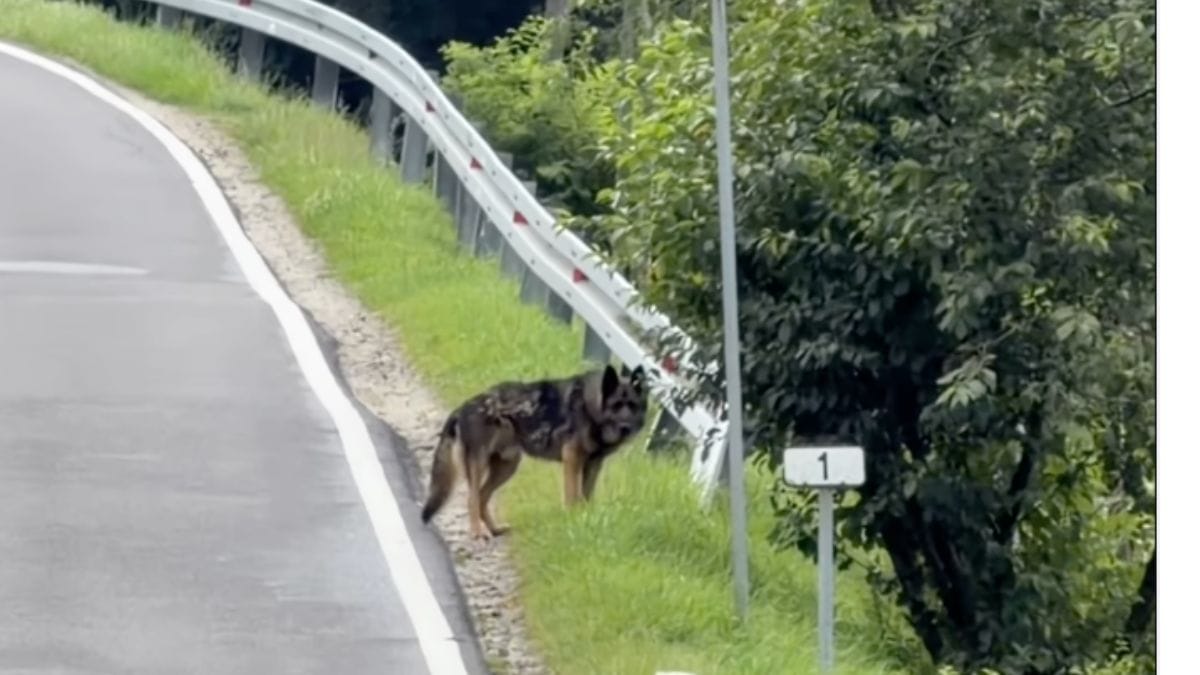 Il cane rifiuta di lasciare il luogo dell'ultimo saluto: la sua salvatrice è più testarda di lui